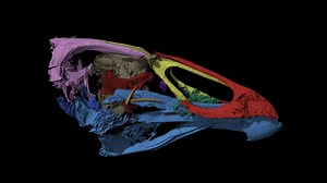 ‘Wonderchicken’ fossil from the age of dinosaurs reveals origin of modern birds