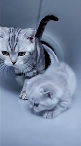 Luna and Stella's Hilarious Obstacle Course Adventure! 🐱💨 #catlovers #cat #cutecats #kitten