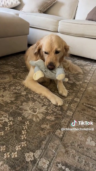 Understanding the Golden Retriever's Behavior