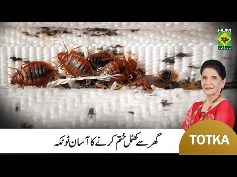 Zubaida Apa Totka | How to Get Rid of Bed Bugs | Khatmal Khatam Karne ka Tarika | MasalaTV