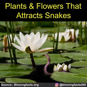 142K views · 3K reactions | Plants & Flowers That Attracts Snakes | Facts that will blow your mind | Facebook
