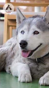 Amazing Facts About Huskies You’ll Love!
