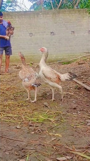 my java line female #india #aseelmurga