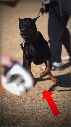 3 Signs a Doberman Is About to Attack