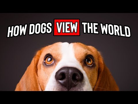 How Dogs View the World: A Deep Dive into Their Vision