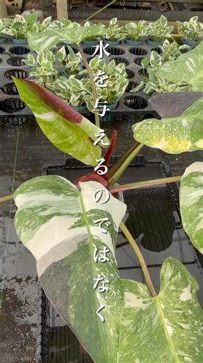 ASAOKA HIROAKI on Instagram: "ピンクプリンセス ギャラクシー（白斑選抜） #観葉植物 #アロイダーズ #浅岡園芸のポトス革命チャンネル #花森さん熱帯植物大好きチャンネル #観葉植物のある暮らし"