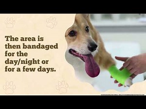 What to Expect During Dew Claw Removal Procedure