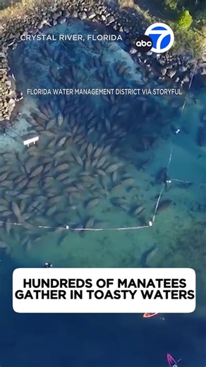 Explore Manatees Celebrating New Year in Florida