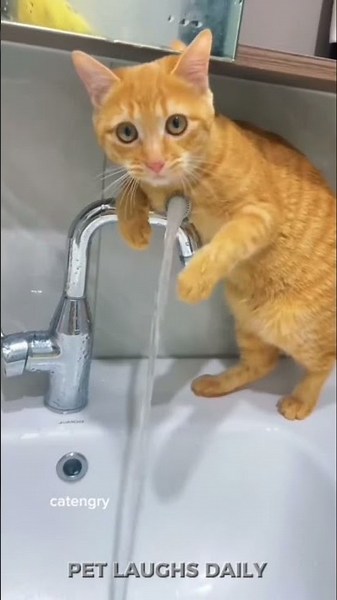 #6 Funniest Cat Clip Of The Day 😂🐱