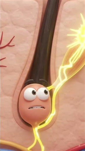 Why Do Your Hairs Stand Up When You Get Goosebumps 😱 #ScienceFacts #HumanBodyFacts #3DAnimation