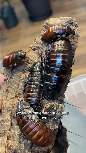 La mue chez les insectes, tu connais? #science #entomologie #blatte #terrariophilie