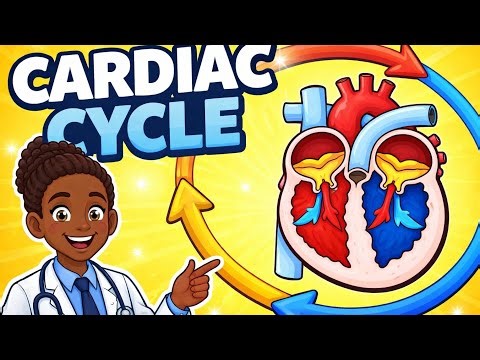 Cardiac Cycle Explained in 3 Simple Steps (Finally Makes Sense)