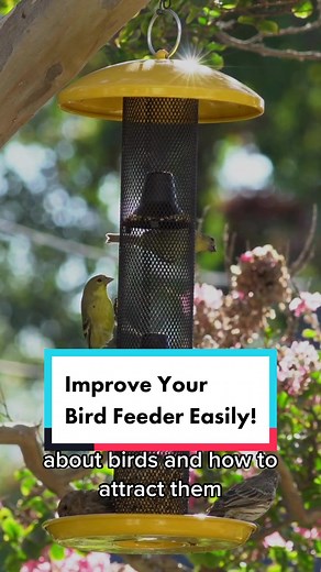 Attracting Birds to Your Yard: Tips for Beginners