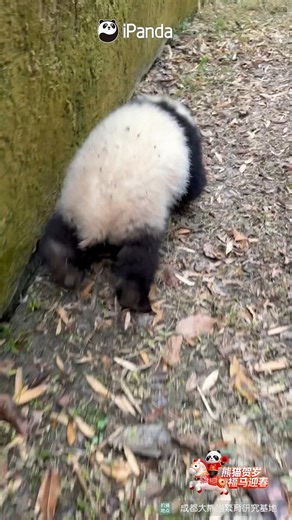 The panda baby is hopping like a rabbit to welcome the Spring Festival holiday. #panda #PandaMoment #PandaFun #FBLive #ChengduPandaBase #BestJobInTheWorld #HappyChineseNewYear #HappyTheYearOfTheHorse For more panda information, please check out: https://en.ipanda.com | iPanda