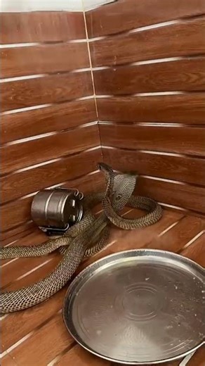 Looking for a 20 foot python!😱 #reptiles#snake#wildlife#animals#python#florida#alligator#shorts#cute