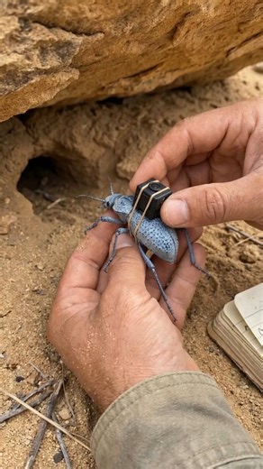 Blue Feigning Beetle's POV: You're are entering in Beetle's house as a Spy #shorts