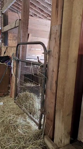 A short break from all the teeth 🦷🤣 Sweet donkey! #seehergreatness #military #teethwhitening #more ##family #toothfairy #type1 ##veteran #dentist #donkey #fyp #foryou #foryoupage #farmlife #horses #horsesoftiktok #pnw #spring #veteran #vet