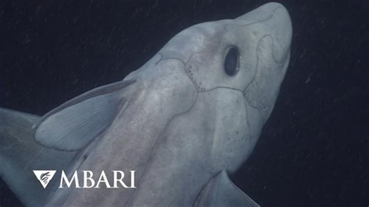 Newly discovered spookfish shines light on mysterious ghost sharks