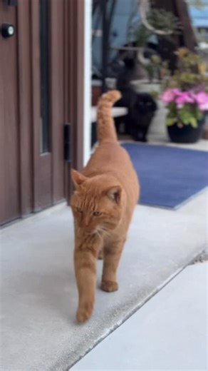 地元の愛媛県・砥部町に、夫婦で帰ってきました。 今日は、ヨシュア工房 @joshuablue_official 竹西辰人 @josyu_takenishi さんに会いに。 夫が長く愛用している器を作っている方なので、 きちんとご紹介できてよかったなと思います。 工房では、料理人と陶芸家の素材や手仕事の話が尽きず。 充実した時間を、たっぷり味わいました。 | 松本純子