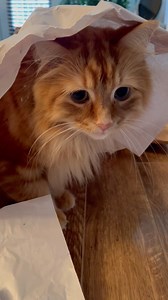 13K views · 3.8K reactions | I make a point of taking time to play with Pudding each day to keep him from chasing down the other two as a cause of Heebie-Jeebie Itis. It's probably one of the best parts of my day. There's just nothing quite like playing with a Pudding! | The Oreo Cat | Facebook