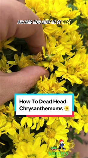 How to deadhead your chrysanthemums when they start to look raggedy. #smithsgardentown #mumcare #chrysanthemums #gardening #chrysanthemumcare #howto #didyouknow #perrenials