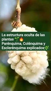 Tejidos vegetales: así funciona el parénquima, colénquima y esclerénquima 🌿🔥 #agriculturatropical