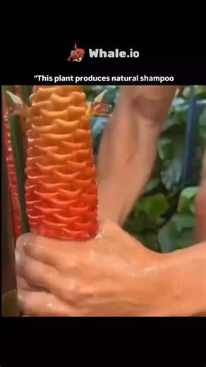 UniverseX on Instagram: "Nature’s own shampoo 🌿✨ This plant has been used for centuries to wash hair naturally, without chemicals. When mixed with water, its leaves release a gentle foam that cleans the scalp. It removes dirt while keeping natural oils safe and balanced. No sulfates, no parabens, no artificial fragrance. Just pure plant power straight from nature. People trust it for healthier hair and less hair fall. It’s proof that ancient wisdom still beats modern shortcuts. Clean hair doesn