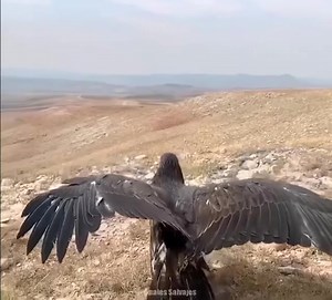 Amazing animal part99 | Fans Primitive | Facebook