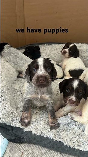 Puppies for sale