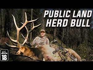 Bugling Bull Called in Close (Idaho Public Land)