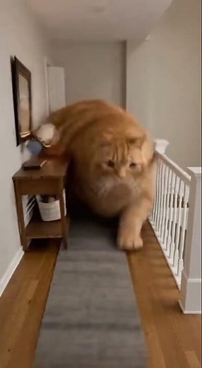 Why Is My Cat Running Like A Cartoon Character? 😂⚡️