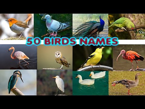 50 Birds Name in English with pictures