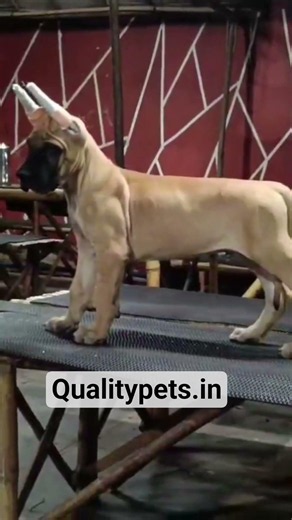 Great Dane Puppies For Sale #Dogsforsale #puppy #kennelfarm #dogbreed #kennel #dog #pets #cute