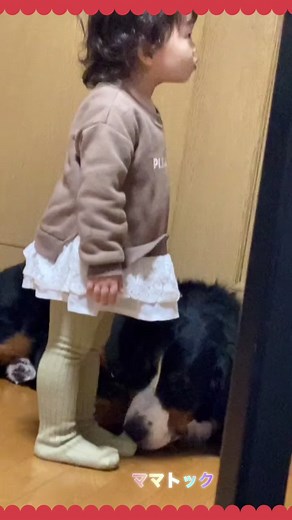 赤ちゃんとバーニーズの楽しい靴下動画