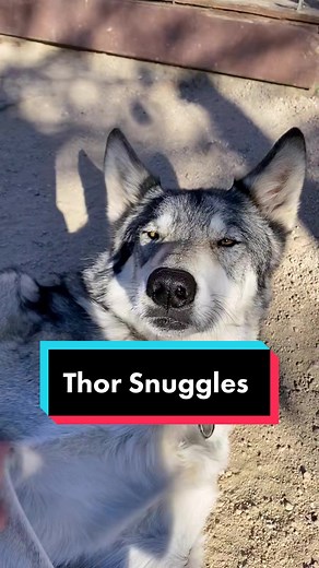 Wolves need love too ❤️#snugglebug #wolfsanctuary #relistwolves #notapet #elfitup
