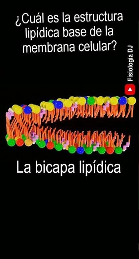 Membrana celular estructura y funcion | ¿Cuál es la estructura lipídica base de la membrana?