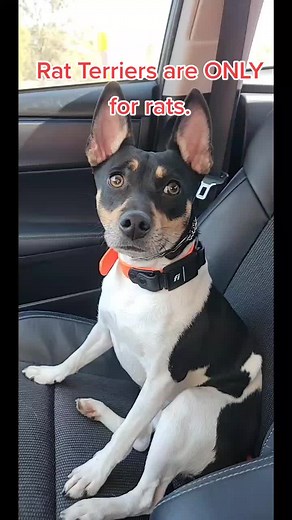 👍👍 or maybe Hubble is a show off. 🤣 #akcratterrier #rattie #bredforpurpose #purposebred #purebreddogs #ratterrier #ratterriers #terriers #dogsofinstgram #dogtok #dogsofttiktok #doglover #rattie #wellbreddogs #huntingterrier