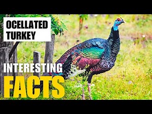 Exploring the Fascinating World of Ocellated Turkey | Interesting Facts | The Beast World