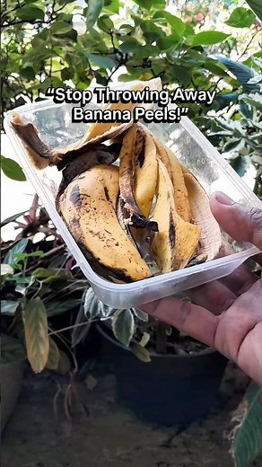 Turn Banana Peels Into Powerful Plant Fertilizer #gardeningtips