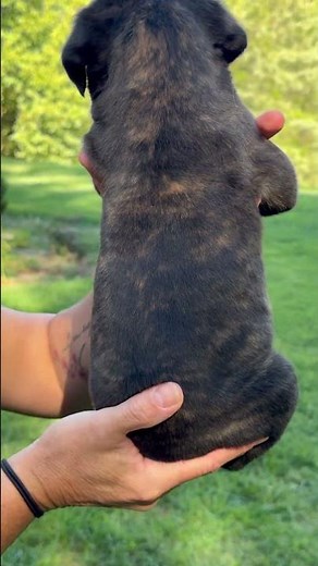 Black brindle Cane Corso female❤️ #puppy #canecorso #italianmastiff #mastiff #cuteanimals #cutepet