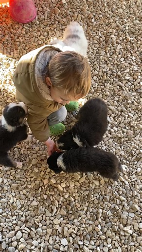 Attaque de bisous 💋 🥰 Ça fait plaisir ce beau soleil aujourd’hui ! Belle journée ☀️ Pour les familles avec un projet d’adoption serieux, n’hésitez pas à me contacter en m’exposant votre projet. Les visites vont bientôt pouvoir commencer 🤗 Portée Maggie et Hilton Formulaire de contact: https://www.elevagedelavalleedeska.com/contact.html | Elevage de la Vallée d'Eska - Berger Australien - Loir et Cher