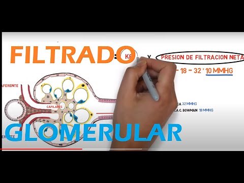 Glomerular Filtration
