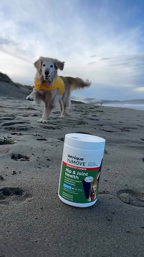 Mornings spent running on the beach, salty air, ears flapping in the wind... these are the memories that stay with us. YuMOVE Advanced Vet Strength Hip & Joint Chews help support movement so your best friend can enjoy many more moments like this. 🐾 Click here to learn more: https://bit.ly/46nUMFG | Vetnique