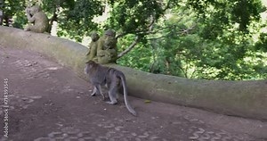 The crab-eating macaque (Macaca fascicularis), also known as the long-tailed macaque, Monkey forest Ubud, Bali