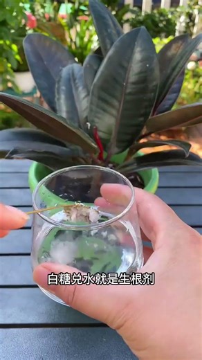 Top 10 Must-Know Tips for Flower Growing Success