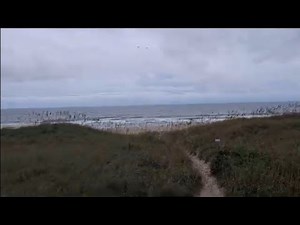 #carolinabeach beach dolphin lane last week hurricane