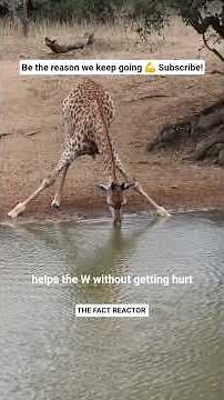 Giraffe: The Largest & Tallest Animal on Earth Explained in 60 Seconds