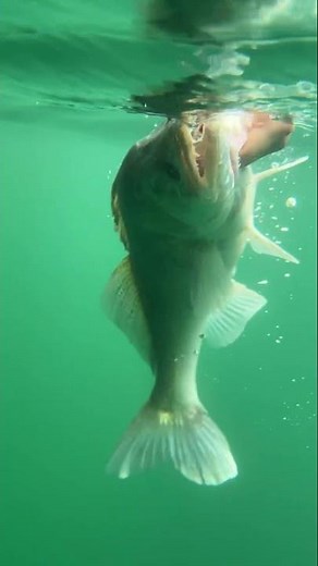 Découvrez une magnifique journée de pêche du sandre sur le lac du Der.