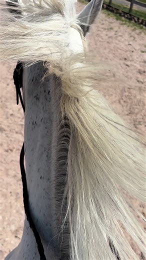 Dobby's Spooky Moments in the Arena