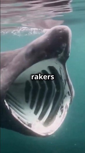 Don’t Be Fooled by the Mouth! 😮 The Truth About Basking Sharks